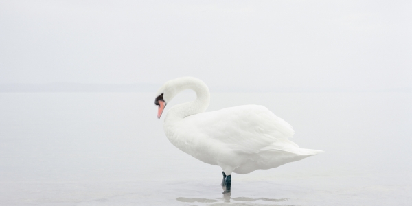一只天鹅
