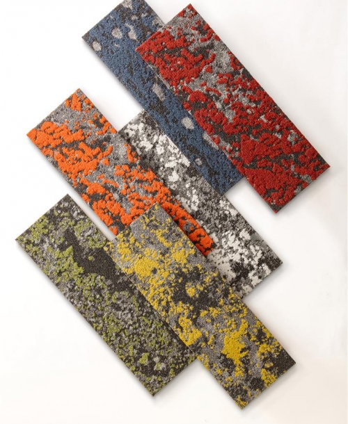 Lichen_1_MohawkGroup (Large)